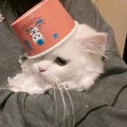 Mercuriser的个人资料头像