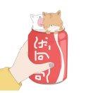 楠木就是我的个人资料头像