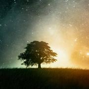 _野草的个人资料头像