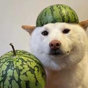 抱妹妹走的个人资料头像