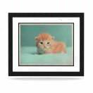 shi茂坤的个人资料头像