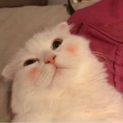 咖喱崔的个人资料头像