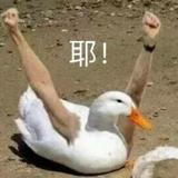 Y秃噜头像