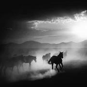 ICAC陆志廉的个人资料头像