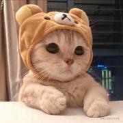 Mikaisa的个人资料头像