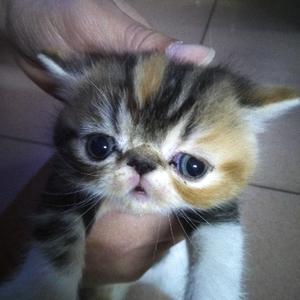 自由的熊猫CF头像