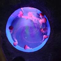 爱音乐节约头像