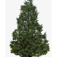 阳光WCy大展宏图头像