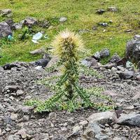 曾是三辆特斯拉车主头像