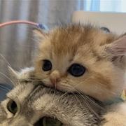 橙子397的个人资料头像