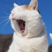 Outcast的个人资料头像