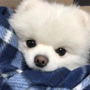 辣椒面的个人资料头像