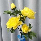 一梦华胥zzz头像