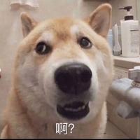 你看起来好像很好吃259头像