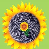 聪颖海洋Qn头像