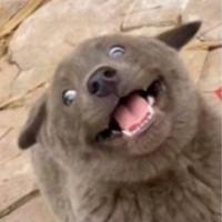 从前从前有个猪头像