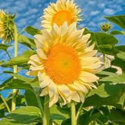 小布丁杯L的个人资料头像