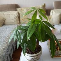 武器刃头像