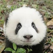 食铁兽532的个人资料头像