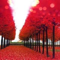 八零后茶哥头像