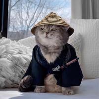 A平凡之路丶头像