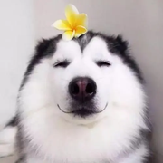 我可不是秃头的个人资料头像