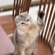 爱吃鱼的小怪兽的个人资料头像