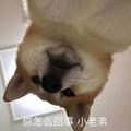 信自己不认命头像
