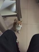 橘子加油的个人资料头像