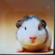 彩虹豆的个人资料头像