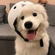 是洋柿子呀的个人资料头像