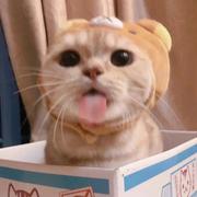 DD931的个人资料头像