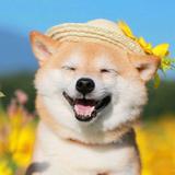 洛杭漂ZZ头像
