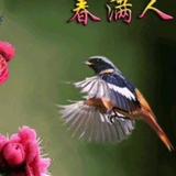 幸运小红花A头像