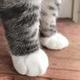 猫爪头像