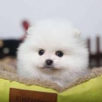 野大狼头像