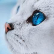 网安小白星猫的个人资料头像