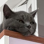 想要哆啦A梦的胖虎的个人资料头像