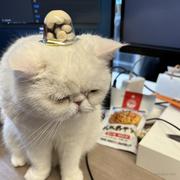 摸鱼高高手的个人资料头像