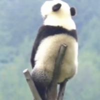 相嘶风雨中头像