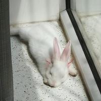 淡淡桂花香头像