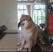 DashenZ的个人资料头像