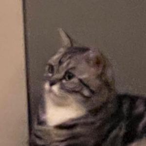抽象猫头像