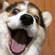 苏坡莱斯的个人资料头像