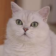 Ah丶小七的个人资料头像