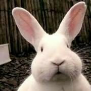 冇创意的个人资料头像