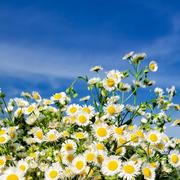 Yeushinn的个人资料头像