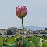 平说科教养生头像