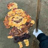 TwTy头像
