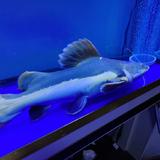 好运3279头像